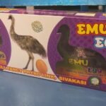 Emu Egg Latest Sivakasi Pattasu